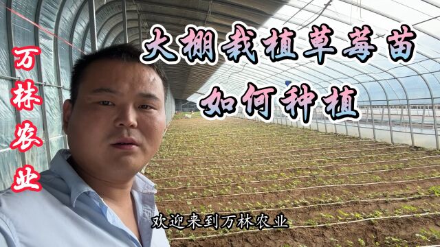 大棚栽植草莓苗应该如何种植、一亩地可以种植多少颗