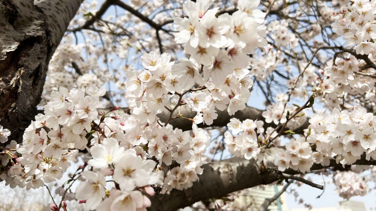 又到赏花季!打卡潍坊人民广场浪漫樱花海