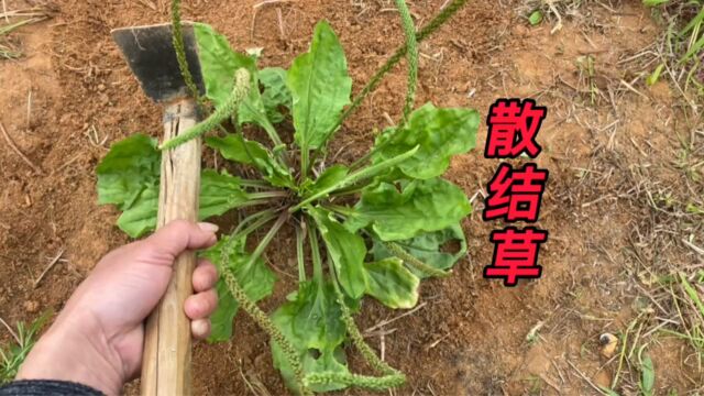 一起来认识农村不起眼的“散结草”,用途非常广泛,很多人不知道