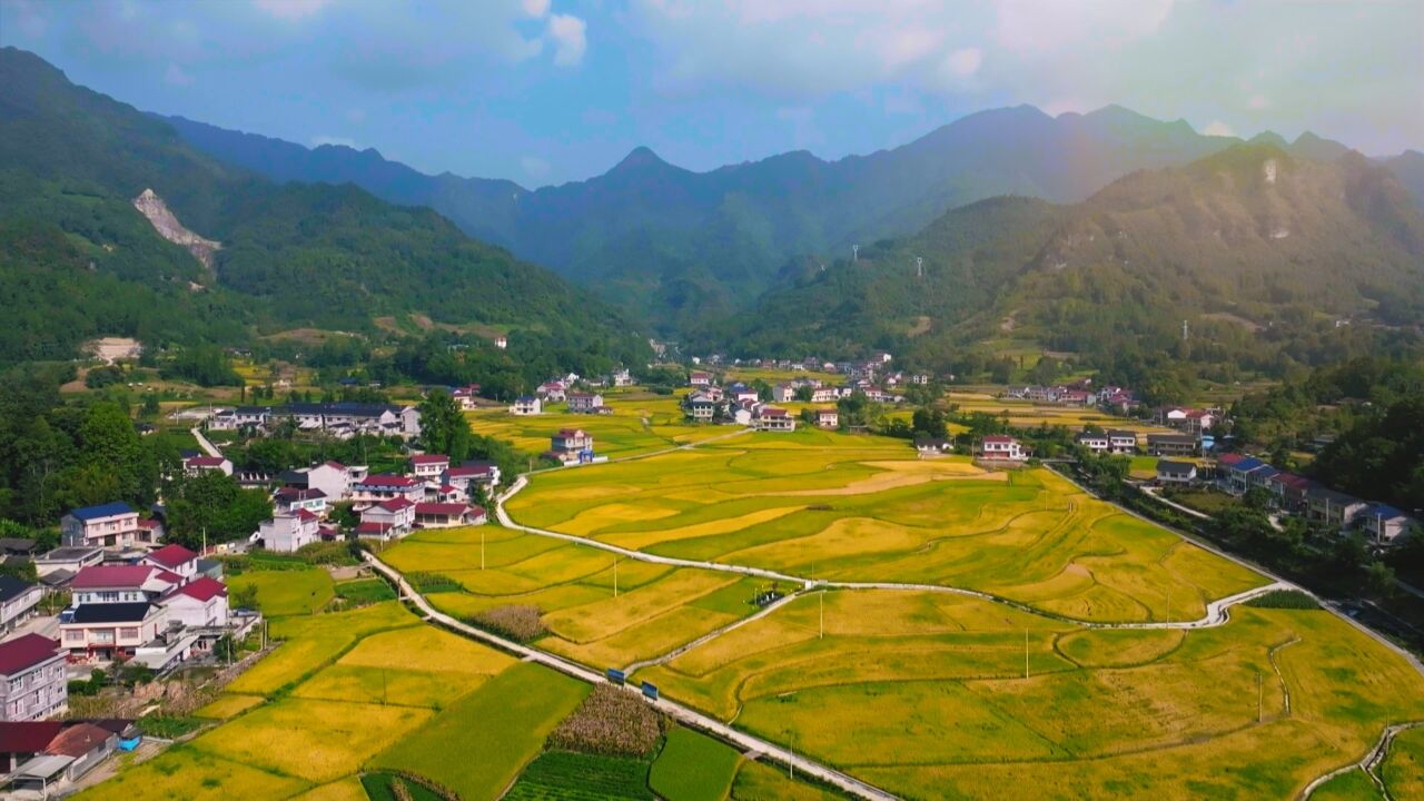 千城胜景|湖北鹤峰:稻浪千重 丰收盈仓