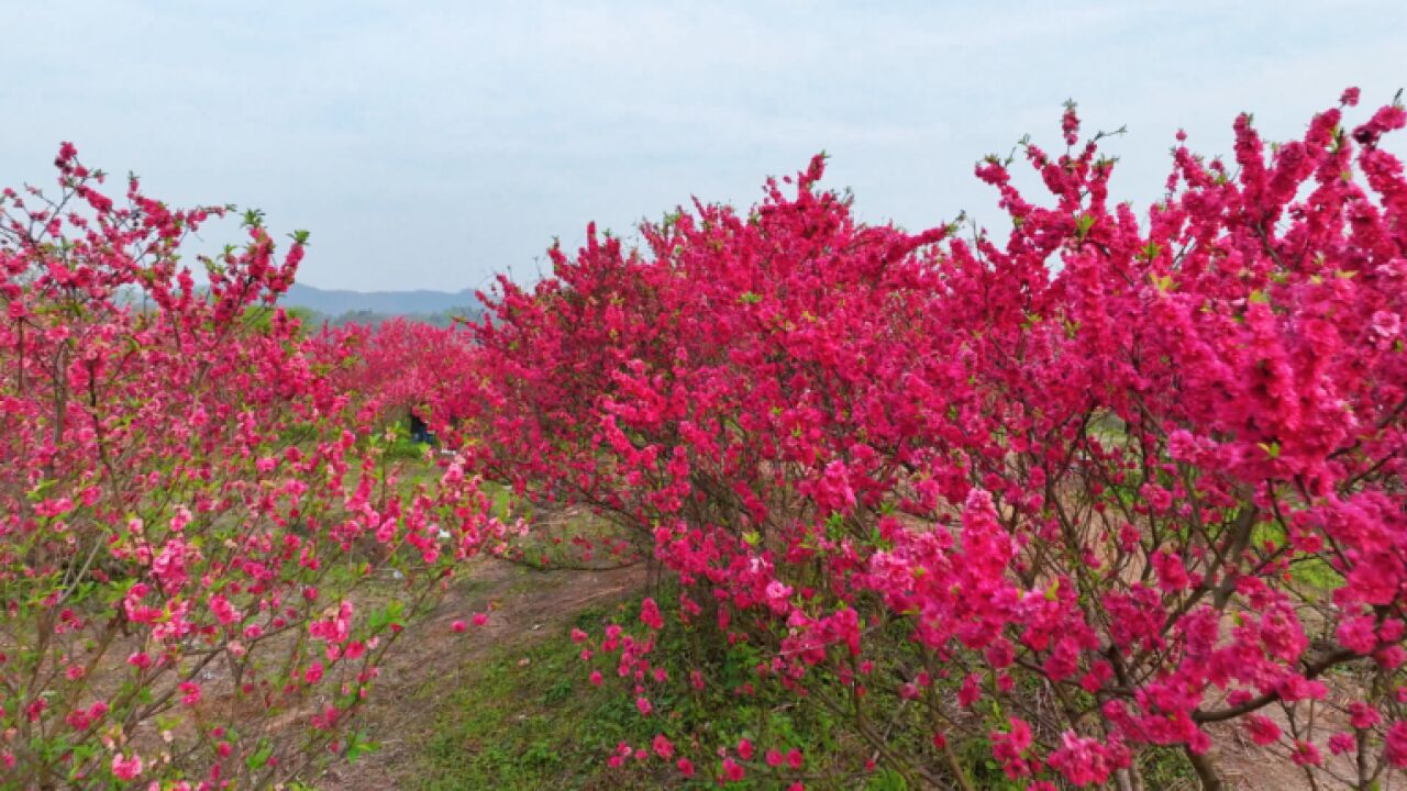 视频 | 春风十里幕 湖南耒阳桃花胜景如梦境