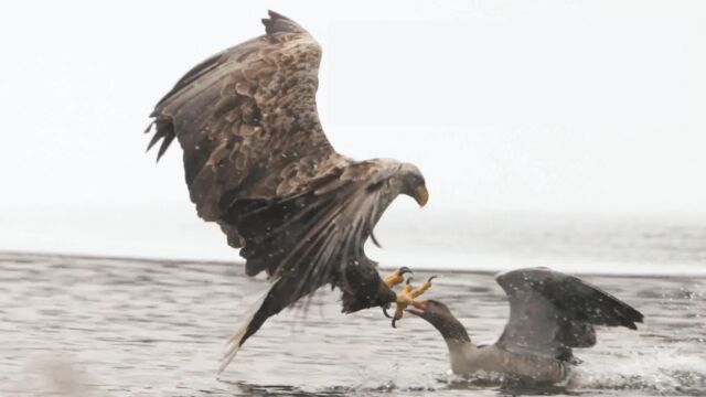 白尾海雕天空中突然俯冲猎食野鸭和灰鹤