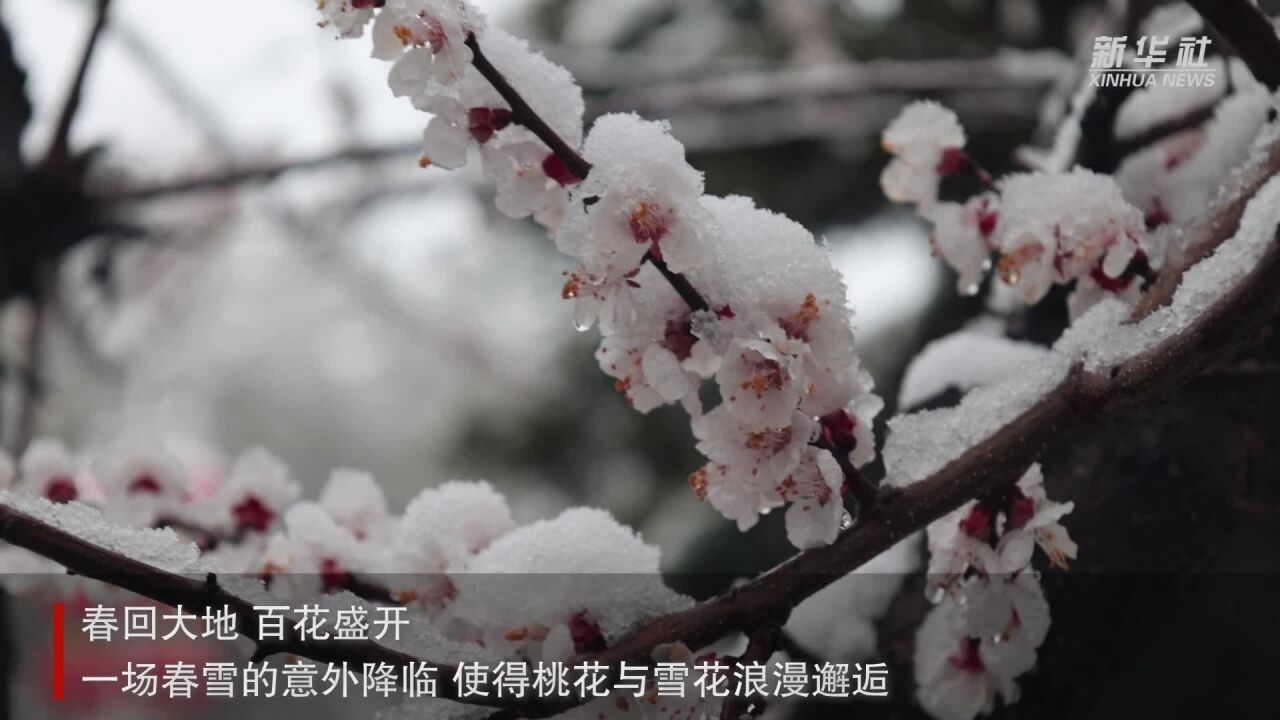 陕西靖边:三月桃花雪 春花别样红