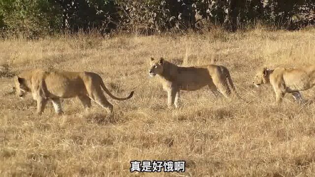 雄霸天独自一狮吃独食,周围的几头狮美丽根本就不敢上前去蹭饭吃#动物世界