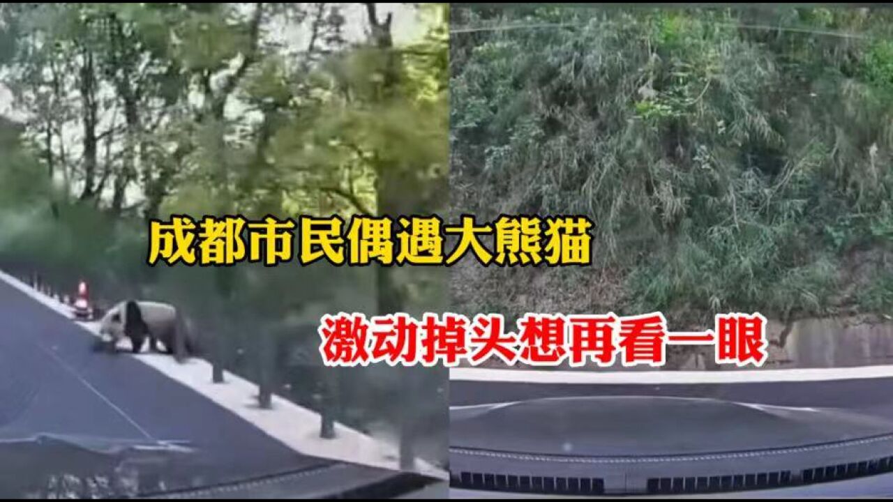 成都市民上班路上偶遇大熊猫,激动掉头想再看一眼