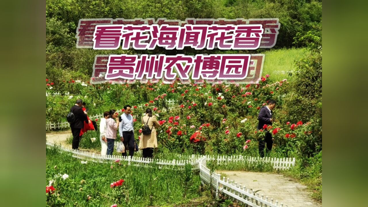 看花海,闻花香,快来贵州农博园