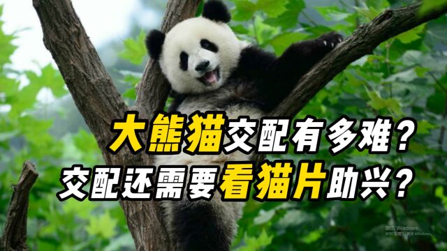 成年的大熊猫,体重300多斤,为什么生的孩子只有100克?