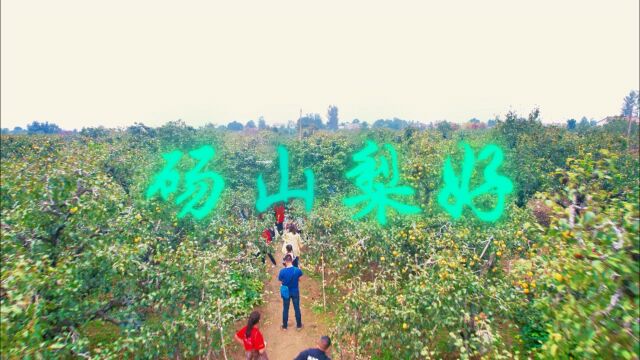 安徽砀山:采梨节,砀山梨好,游客梨园采摘酥梨