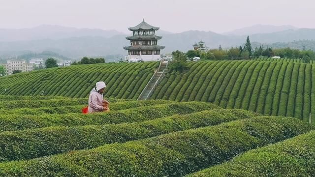 追风拾野 #最美茶园 #踏青采茶 #品茗静心