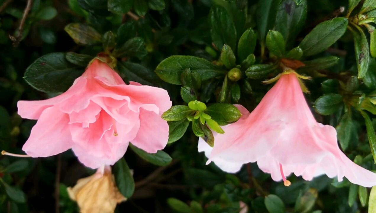 云南昆明街角鸟语花香山清水秀宛如春光灿烂 鲜花绿草伴鸟自古逢秋悲寂寥春城秋日胜春朝