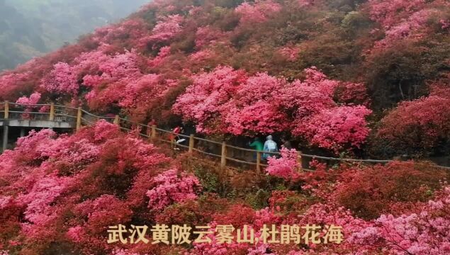 武汉木兰云雾山,百亩杜鹃花海奇观,华中奇景