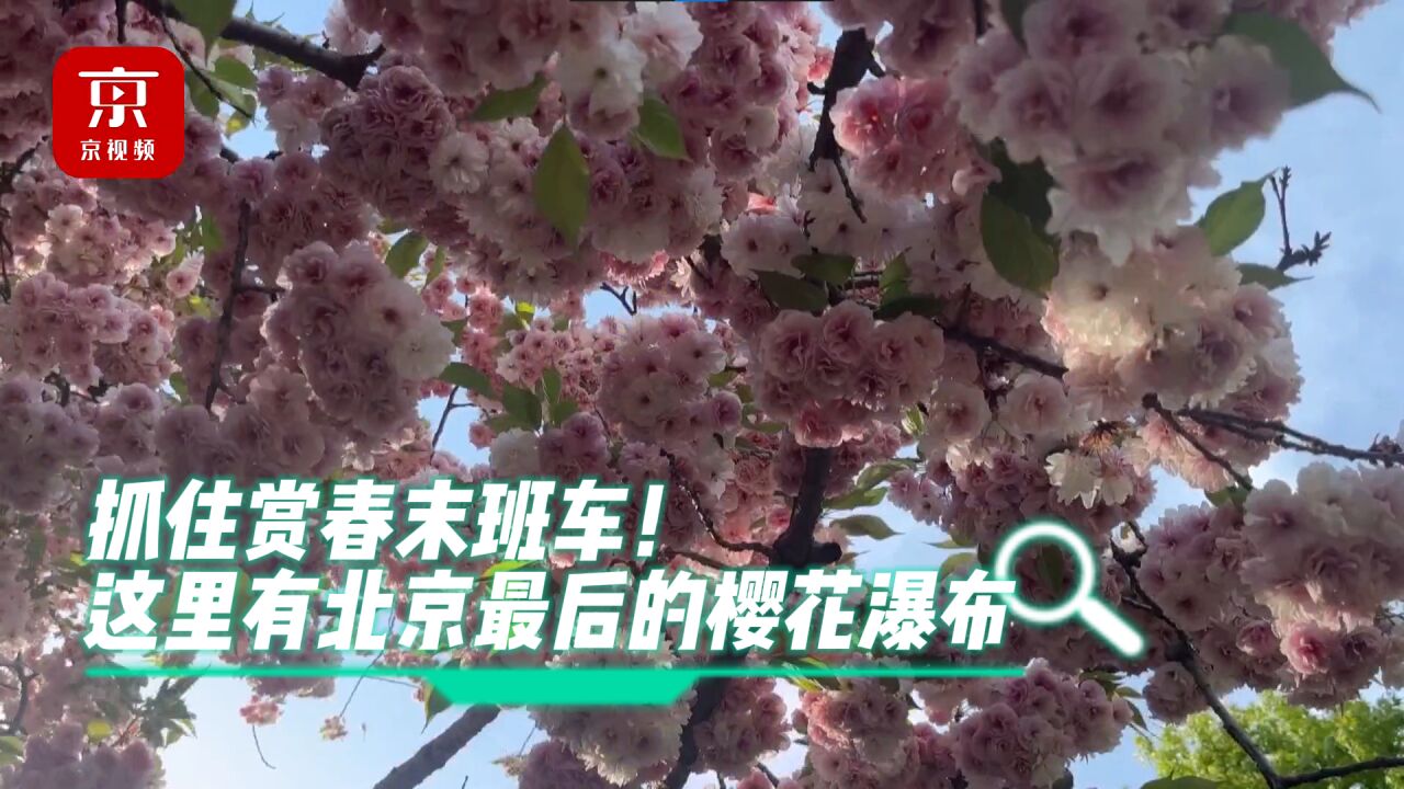 抓住赏春末班车!这里有北京最后的樱花瀑布