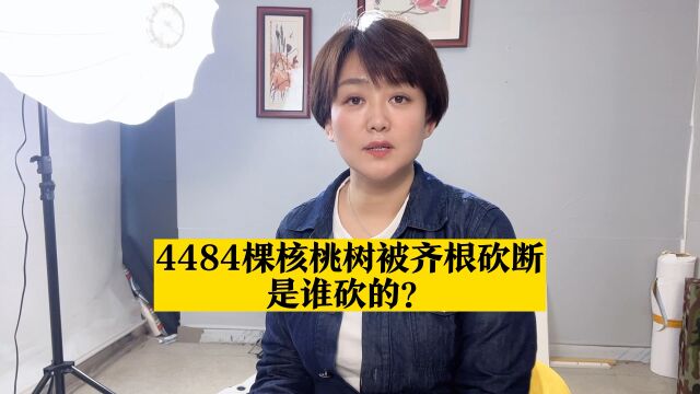 4484棵核桃树被砍断,究竟是谁砍的?