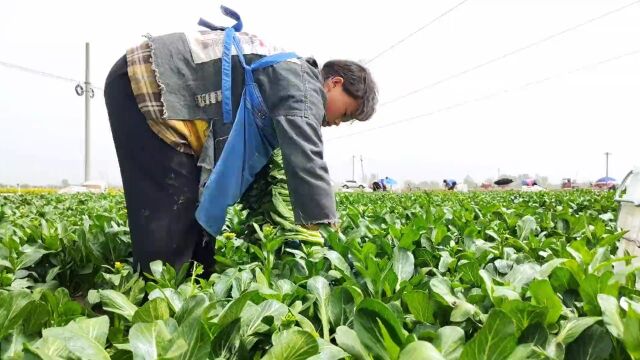 乡村振兴|郭庄的蔬菜出圈啦~