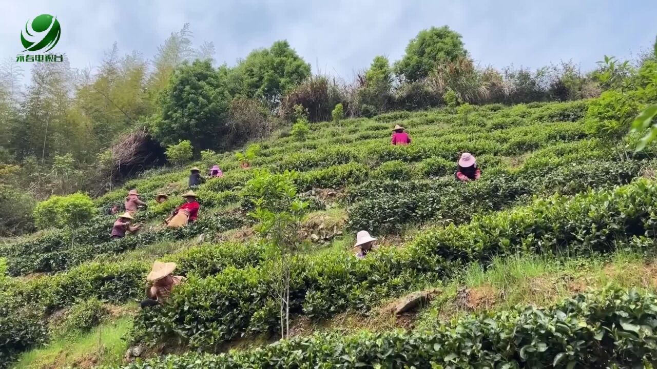 【乡村振兴进行时】苏坑镇:佛手春茶上市 质量更好价格上调