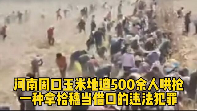 河南周口玉米地遭500余人哄抢:一种拿拾穗当借口的违法犯罪