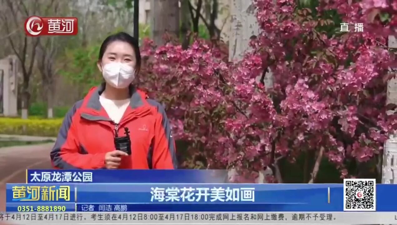 山西太原龙潭公园:海棠花开美如画