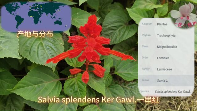 Salvia splendens Ker Gawl一串红