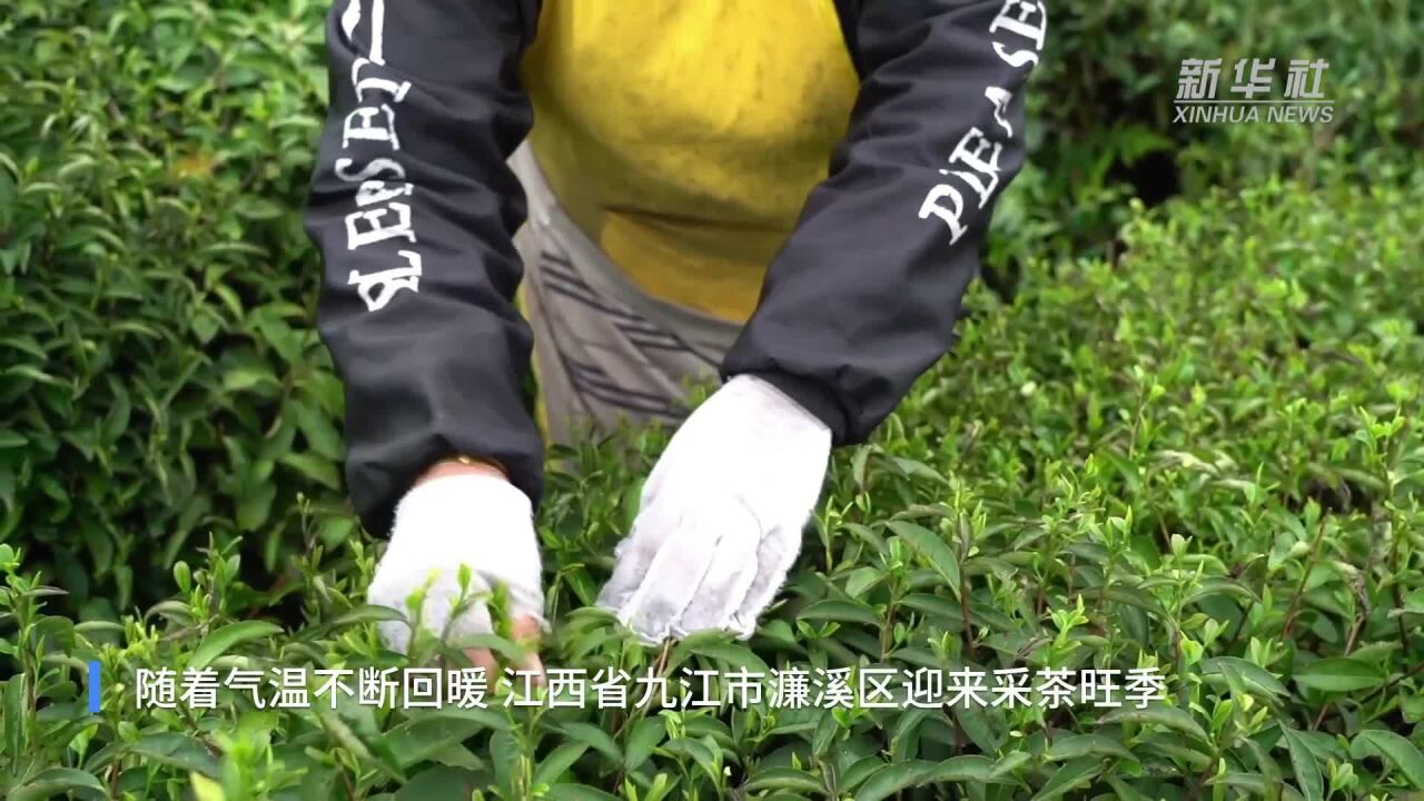 电力护航 保障新茶炒制