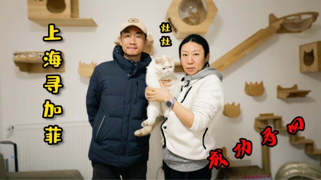 上海找猫:你要找不到我半条命就没了!宠物侦探表示亚历山大!