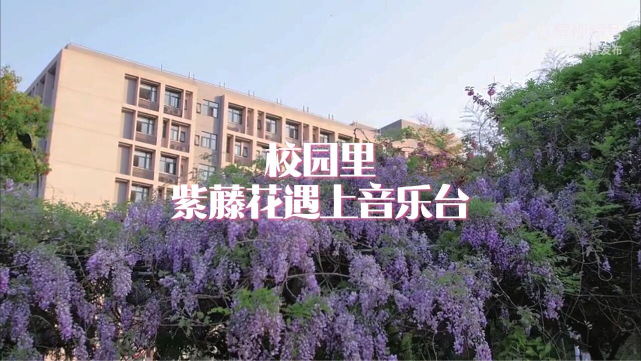 南京一大学“紫色瀑布”盛放!被紫藤花环绕的音乐台氛围感十足!