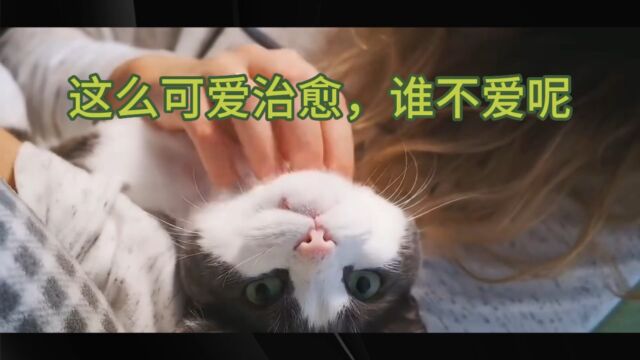 人们为何喜欢养猫