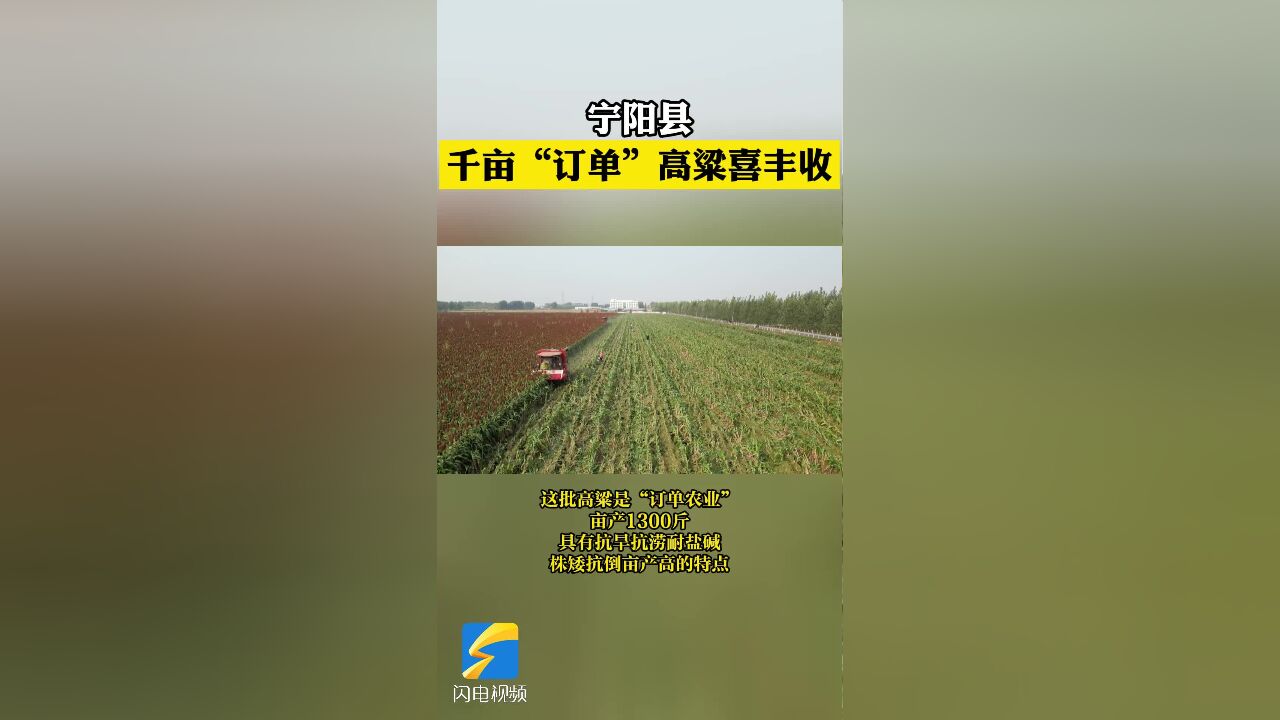 瞰秋色丨宁阳县千亩“订单”高粱喜丰收