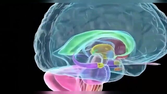 灵魂真的存在于大脑?脑神经学专家发现,大脑小的人反而智商更高