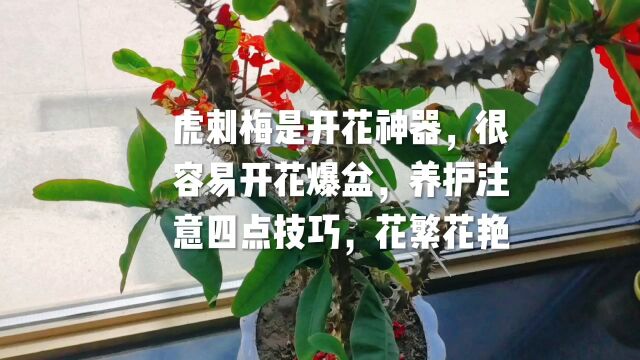 虎刺梅是开花神器,很容易开花爆盆,养护注意四点技巧,花繁花艳