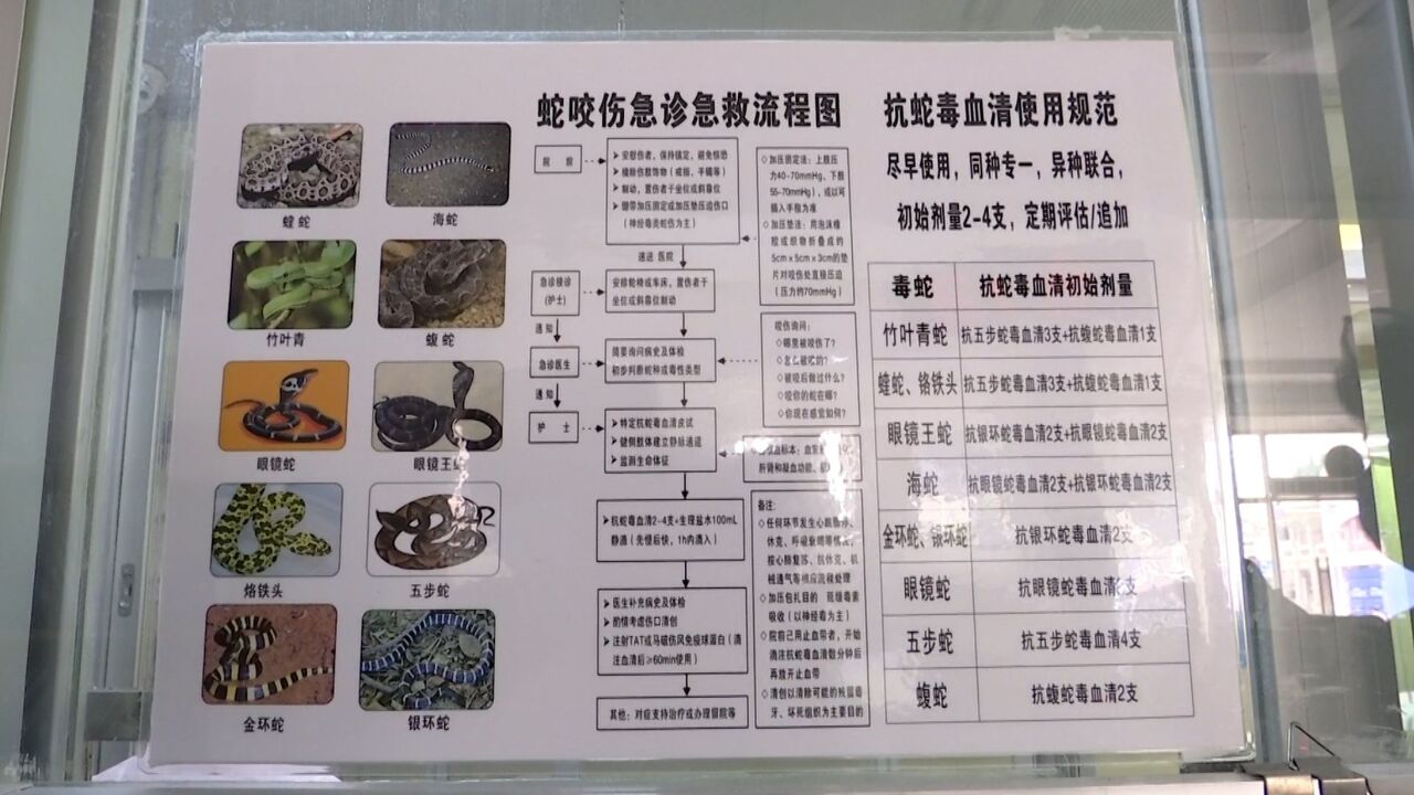 广东揭阳一农户被蛇咬伤未重视,轻信“蛇药”险丧命