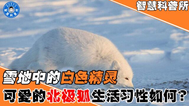 雪地中的白色精灵,可爱的北极狐生活习性如何?主打自力更生