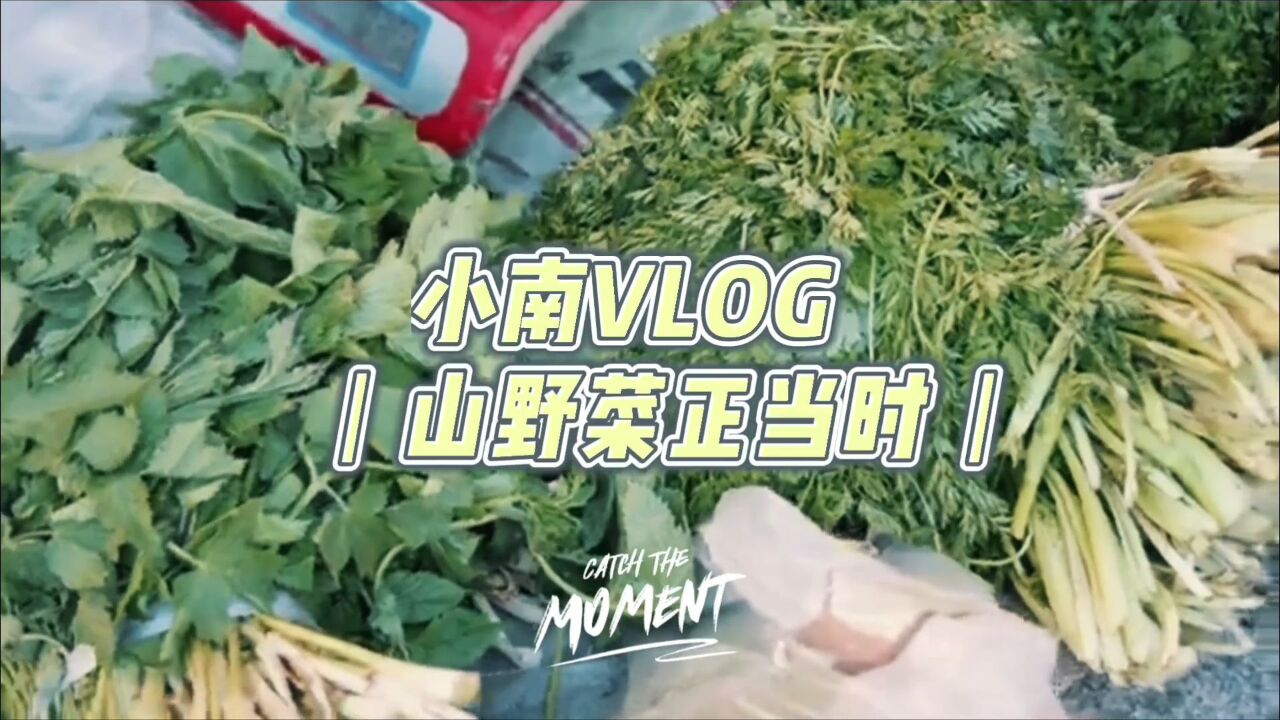 小南VLOG丨山野菜正当时——刺五加 山胡萝卜缨