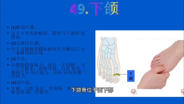 足部反射区【49】下颌反射区