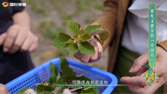 乡村 | 鹤龙湖镇能吃又能用的“中国草”,到底是什么?