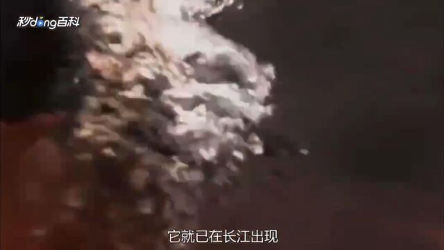 白暨豚简介了解