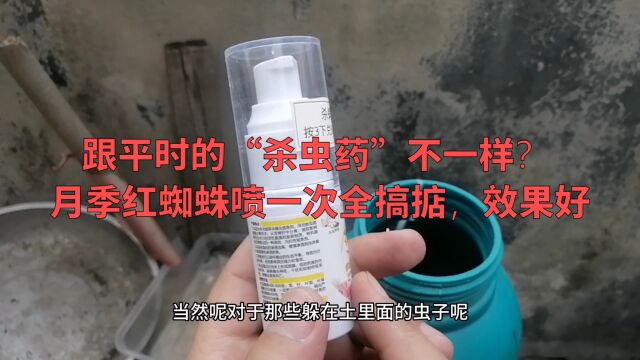 跟平时的“杀虫药”不一样?月季红蜘蛛喷一次全搞掂,效果好