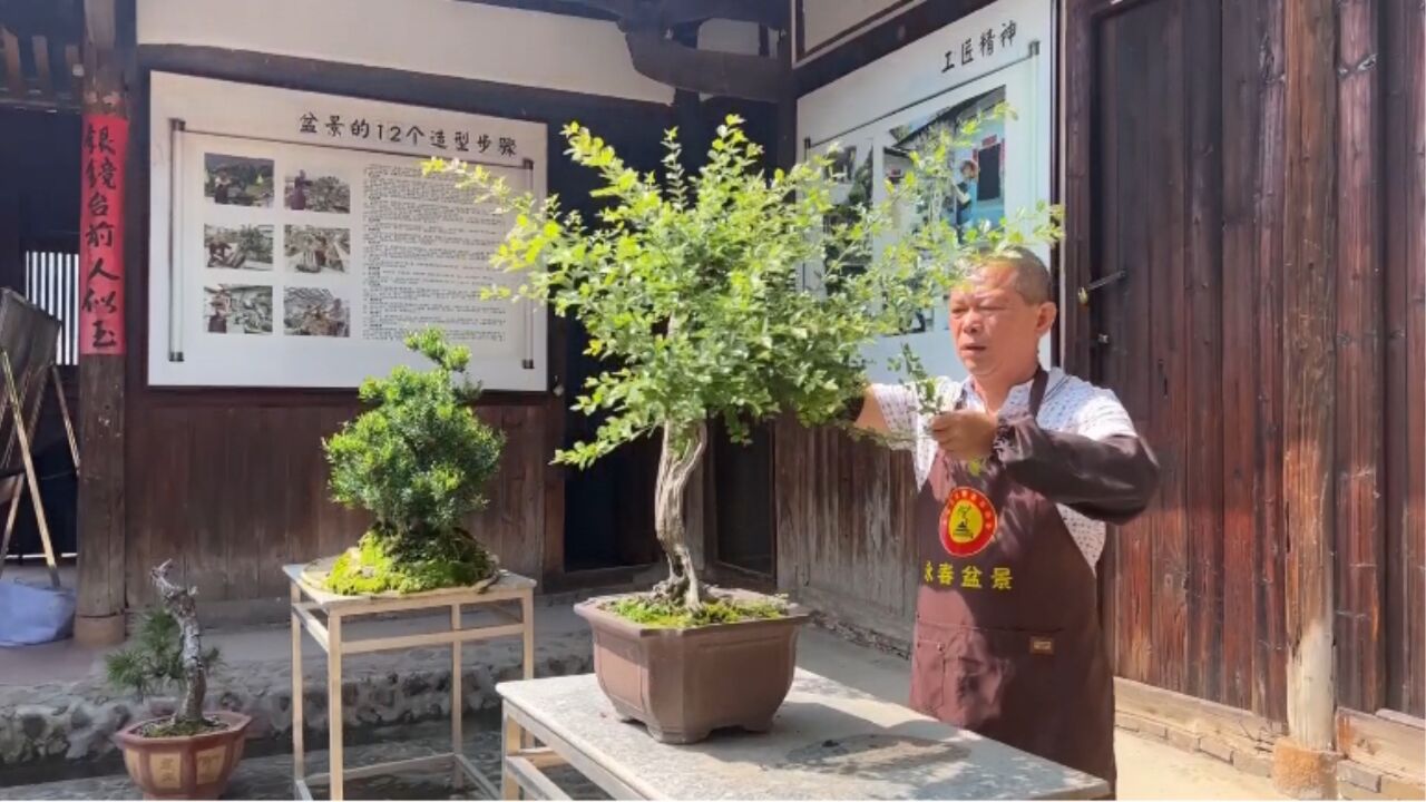 【劳动最光荣】周建华:筑牢工匠精神 传承盆景文化