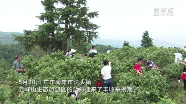 广东南雄:700亩蓝莓喜获丰收