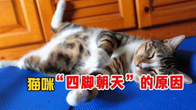 猫咪为什么对你四脚朝天躺?有这些意思!