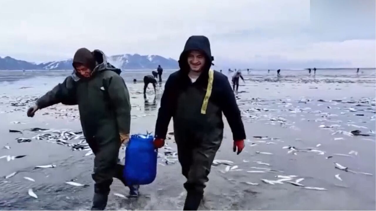 大量鲱鱼搁浅,俄罗斯马加丹州沿海居民徒手抓鱼