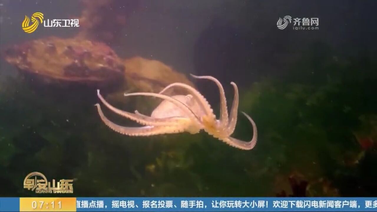 青岛自贸片区启动千种海洋生物基因测序项目,助推海洋资源开发