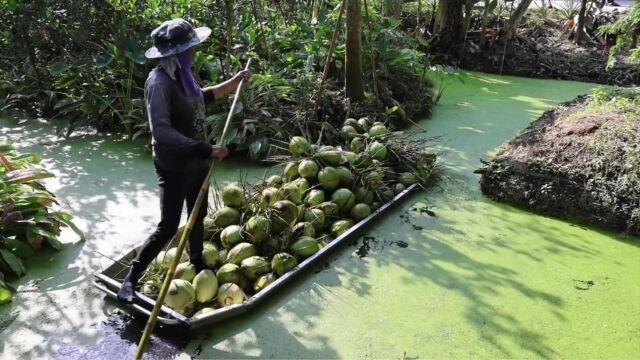 缺少中国消费市场,越南椰子价格跌,一个椰子0.97元