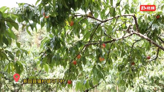 视频丨湖南新田:“采摘经济”甜了果农 美了乡村