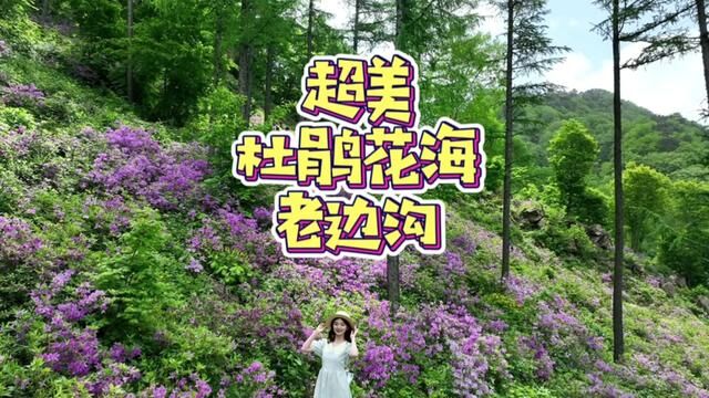 在沈阳周边发现【超美的杜鹃花海】~怎么拍都好看~#亲子游玩好去处 #周边游 #清凉避暑好去处 #老边沟风景区