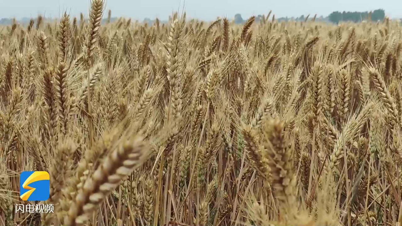 枣庄青青小麦变金色海洋 跨越仨节气看小麦进阶之路