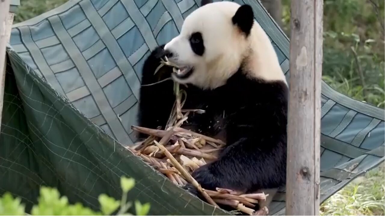 探访成都大运会吉祥物原型——大熊猫“芝麻”