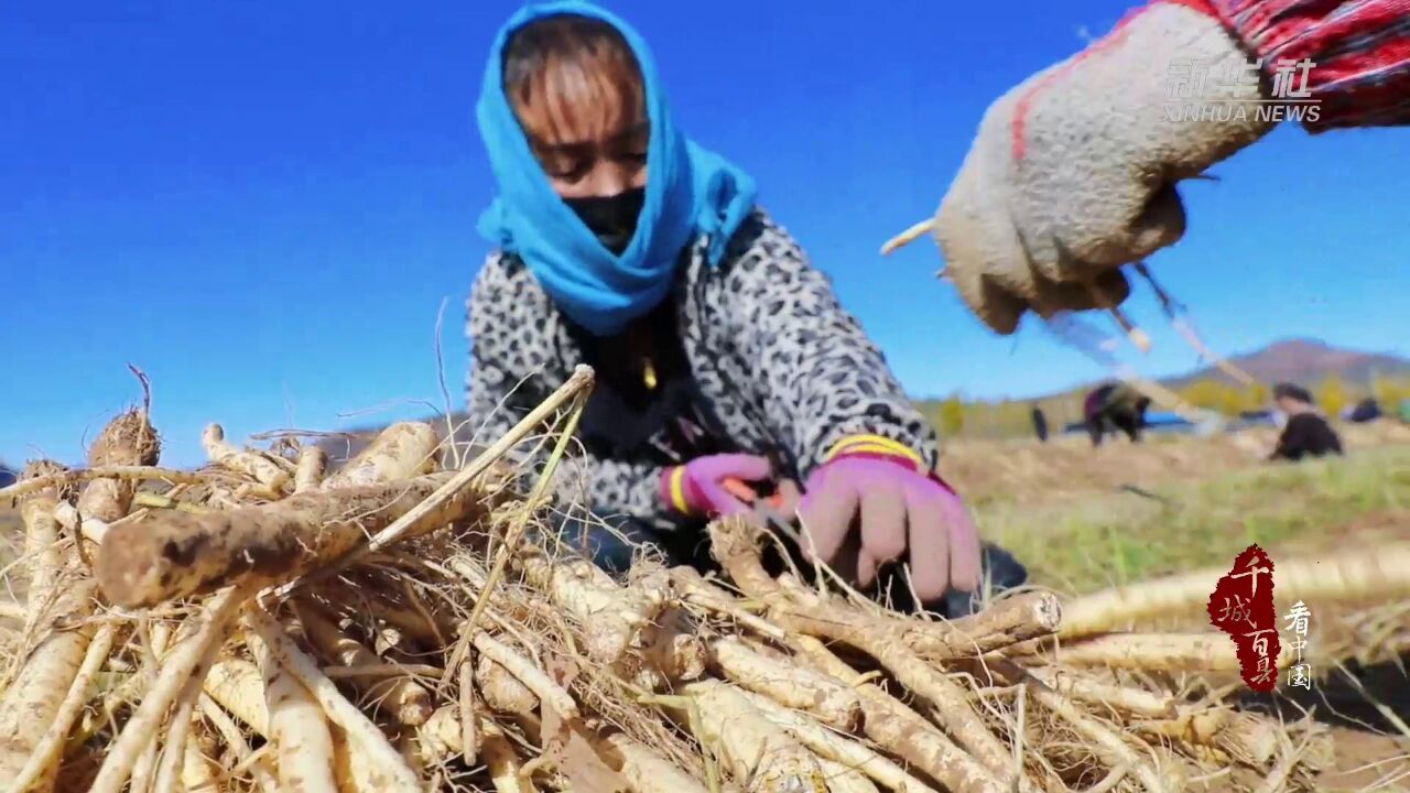 千城百县看中国|河北平泉:中药材产业走出乡村振兴特色路