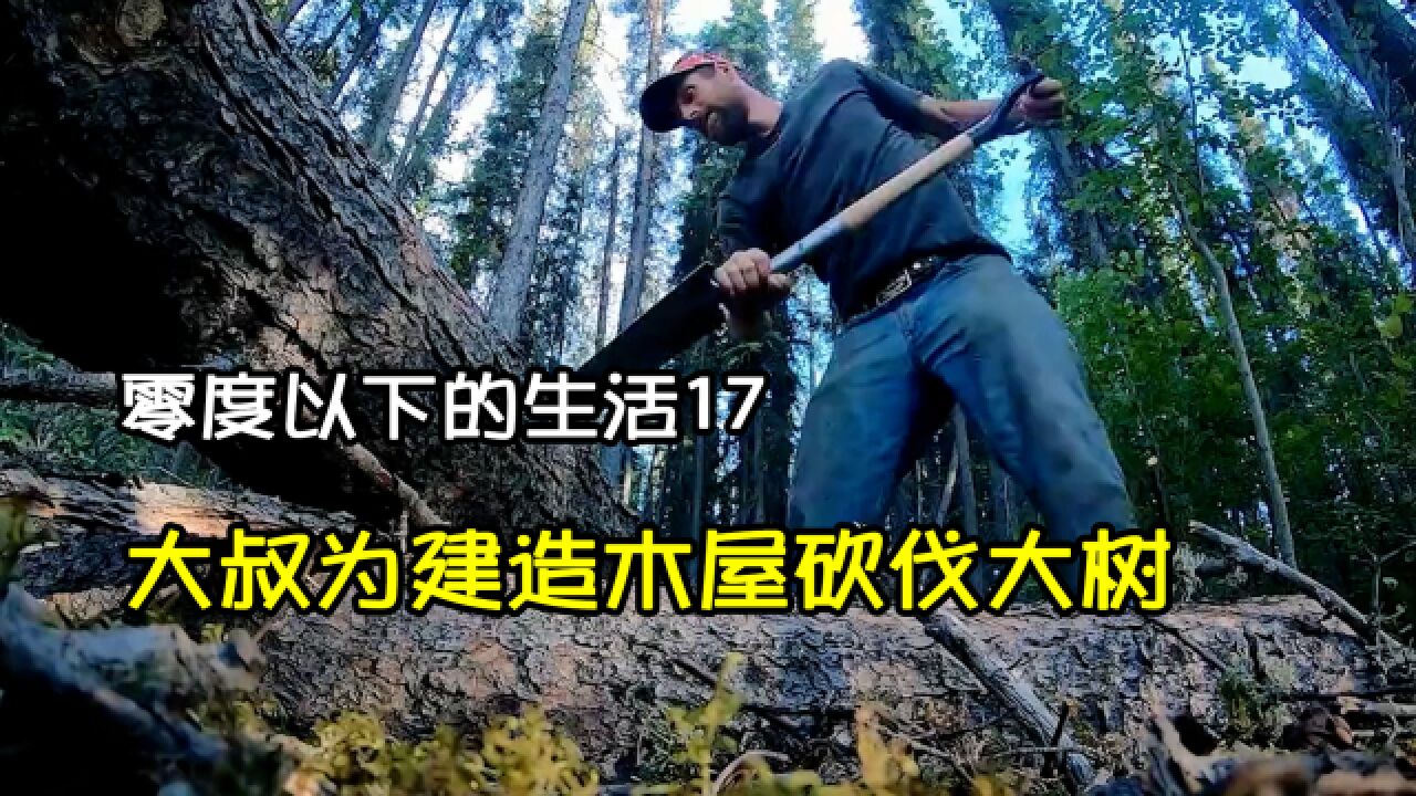 杰西大叔为冬季建造木屋砍伐树木,独自就能砍倒多棵参天大树|零度以下的生活17