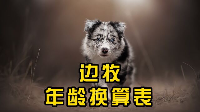 边牧年龄换算,1岁等于人类的几岁?