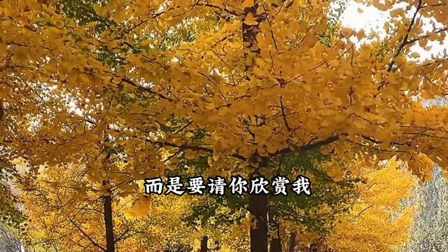 三毛写给父亲,我并不是要赚得全世界,而是要请你欣赏我